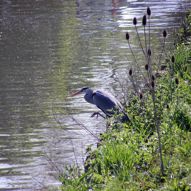 Reiger in Menen